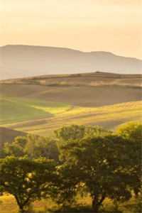 娘娘媚骨天成，帝王步步沦陷后续+番外