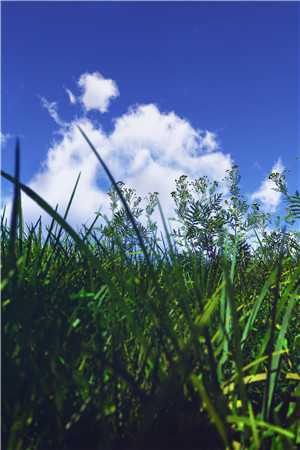 飞雁渡春秋几重小说免费